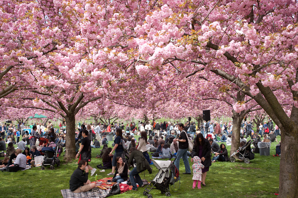 Lễ hội hoa anh đào Sakura Matsuri 