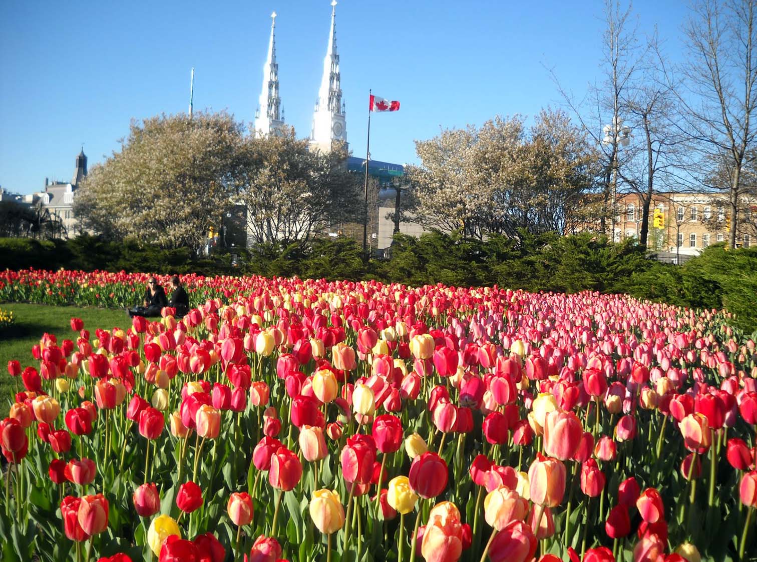 Festival hoa tulip
