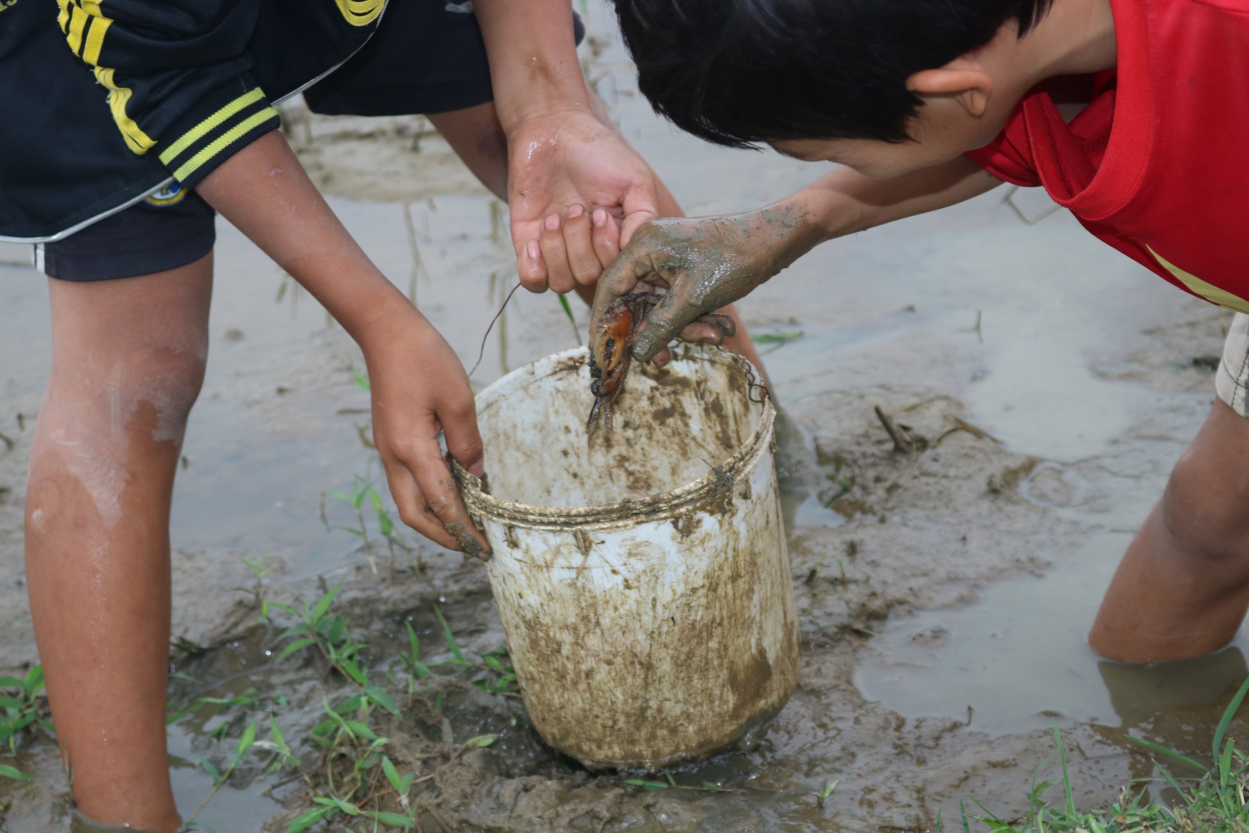 Mạo hiểm với ‘nghề’ mò cua của các em nhỏ Hà Tĩnh