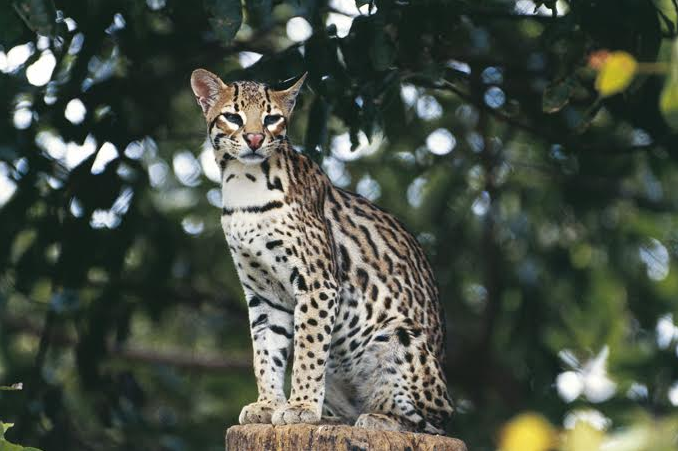 mèo hoang Nam Mỹ Leopardus