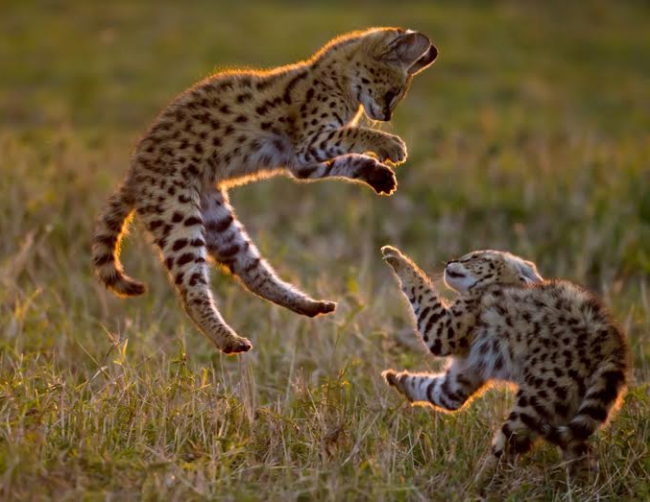 Mèo hoang châu Phi Leptailurus 