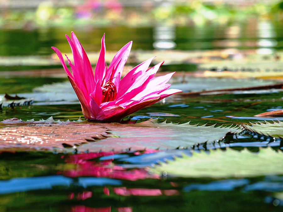 Hoa Lily nước