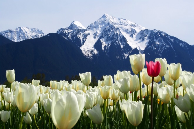 cánh đồng hoa tulip ở Canada