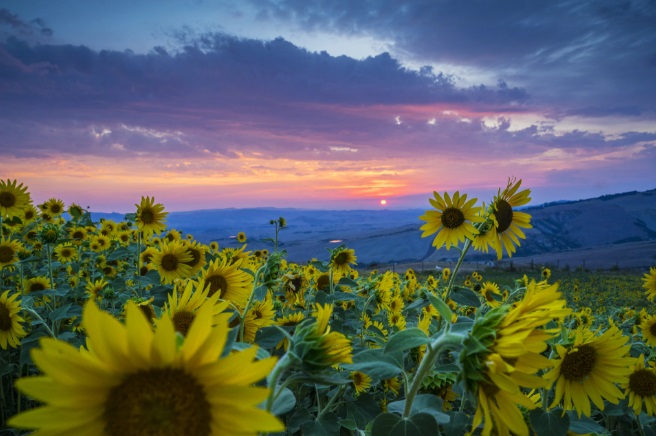 cánh đồng hoa hướng dương ở Tuscany