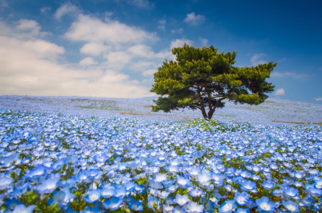 Những cánh đồng hoa xuân đẹp nổi tiếng thế giới
