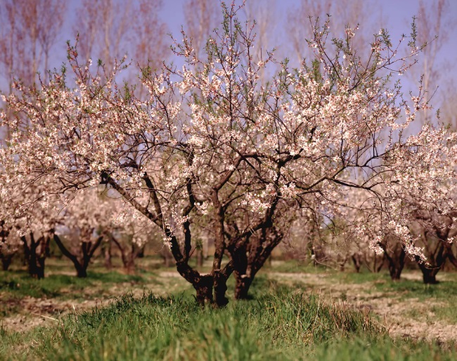 hoa hạnh nhân nở rộ ở Arles