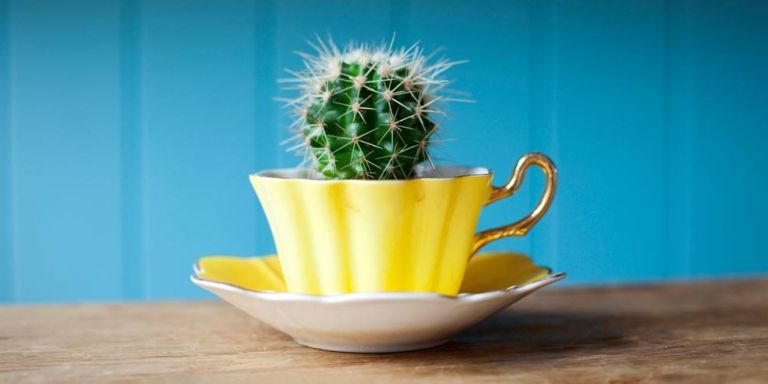 10 loài cây cảnh có thể sống tốt trên bàn làm việc-Xương rồng