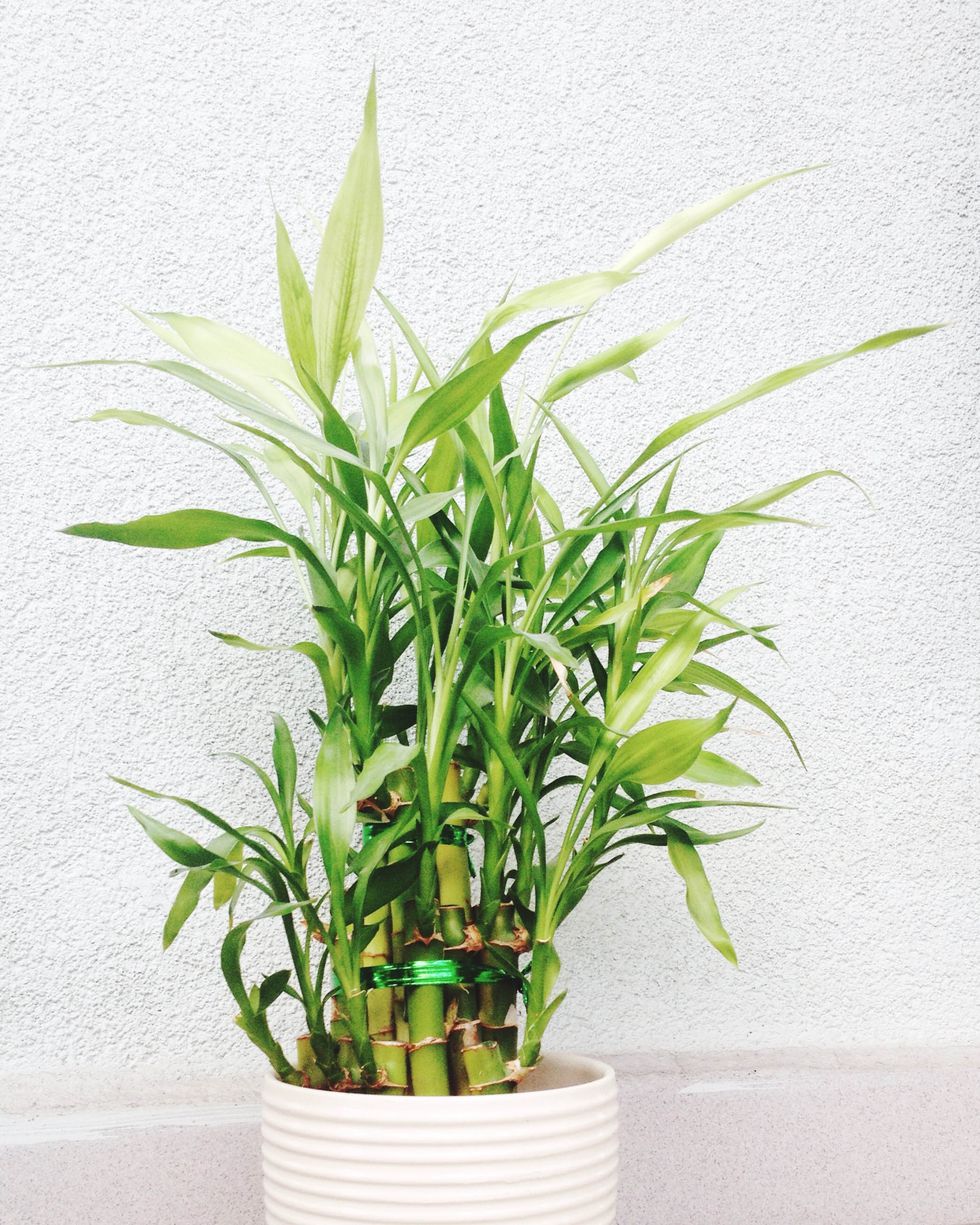 10 loài cây cảnh có thể sống tốt trên bàn làm việc-trúc cảnh