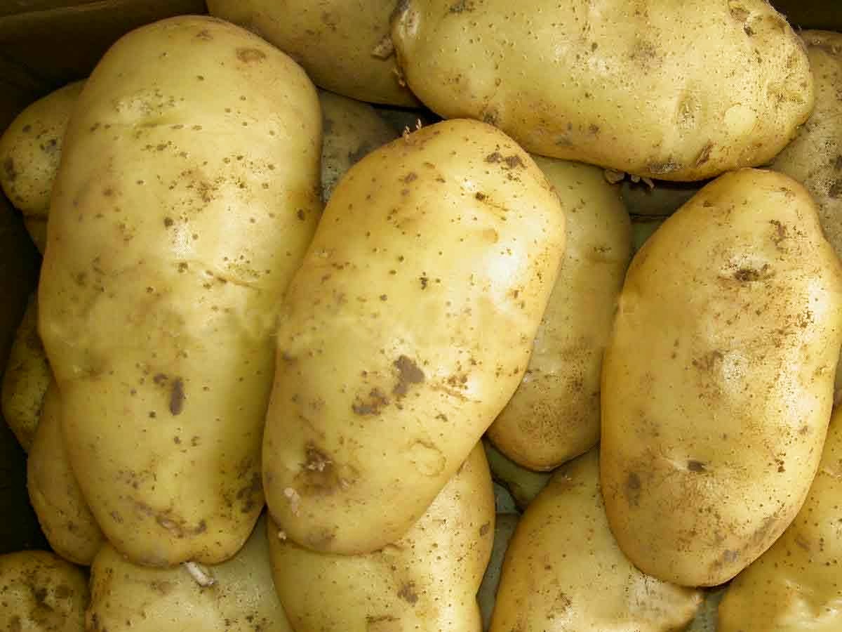 khoai tây và những điều cần biết trong ăn kiêng