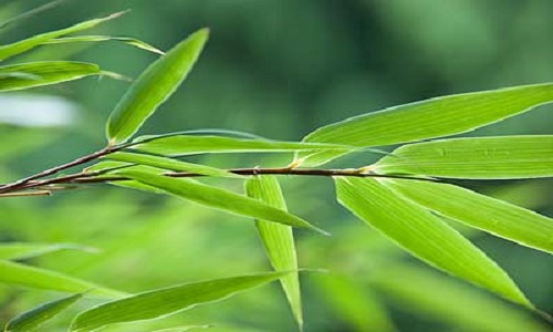 Tác dụng chữa bệnh của lá tre - Ảnh 3. Lá tre: thanh nhiệt, hạ sốt