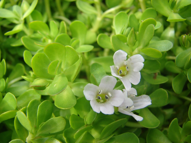Cách dùng rau đắng biển giúp tăng cường trí nhớ, an toàn cho sức khỏe - Ảnh 2.