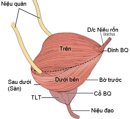 Bí Tiểu Và Cách Trị