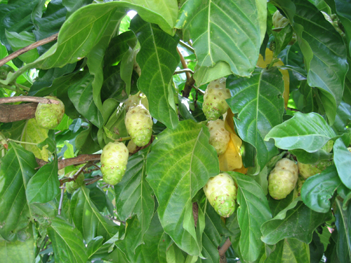 Rễ nhàu có tác dụng gì?- Ảnh 4. Rễ nhàu khô làm thuốc