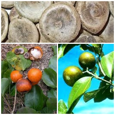 Mã tiền - Vị thuốc quý nhưng rất độc