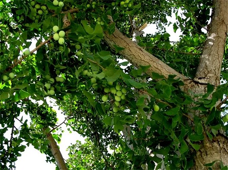 yüksek tansiyon ve ginkgo biloba