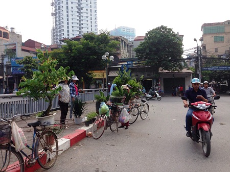 Cây cảnh chở bằng xe đạp, bán tại phố Kim Ngưu - Hà Nội.