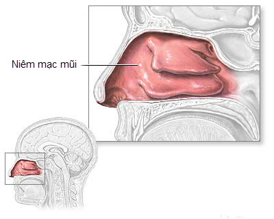 Niêm mạc mũi bị sung huyết