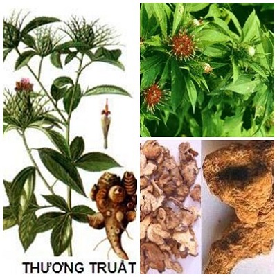 Vị thuốc thương truật