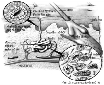 tăng tiết tuyến mồ hôi