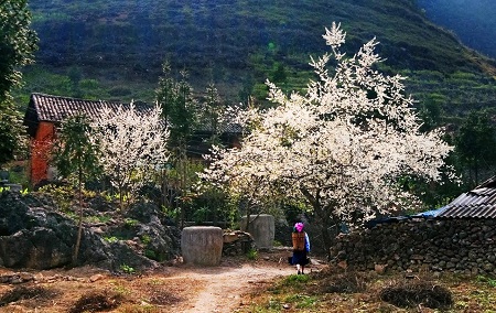 Vẻ đẹp hoa mận