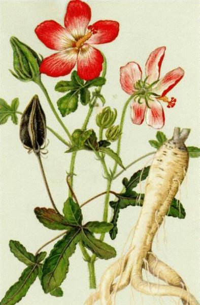 Sâm bố chính nhuận phế, bổ tỳ vị