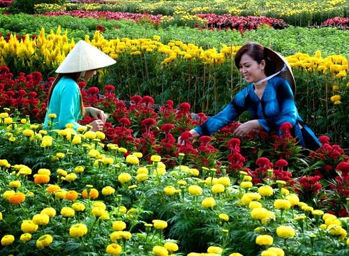 con đường hoa ấp Hòa An