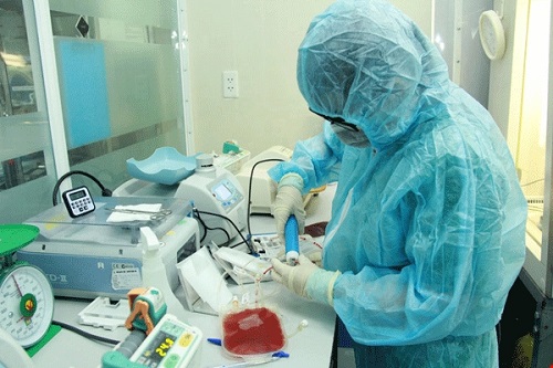 Kỹ thuật viên xử lý khối tế bào gốc máu dây rốn trong vô khuẩn.