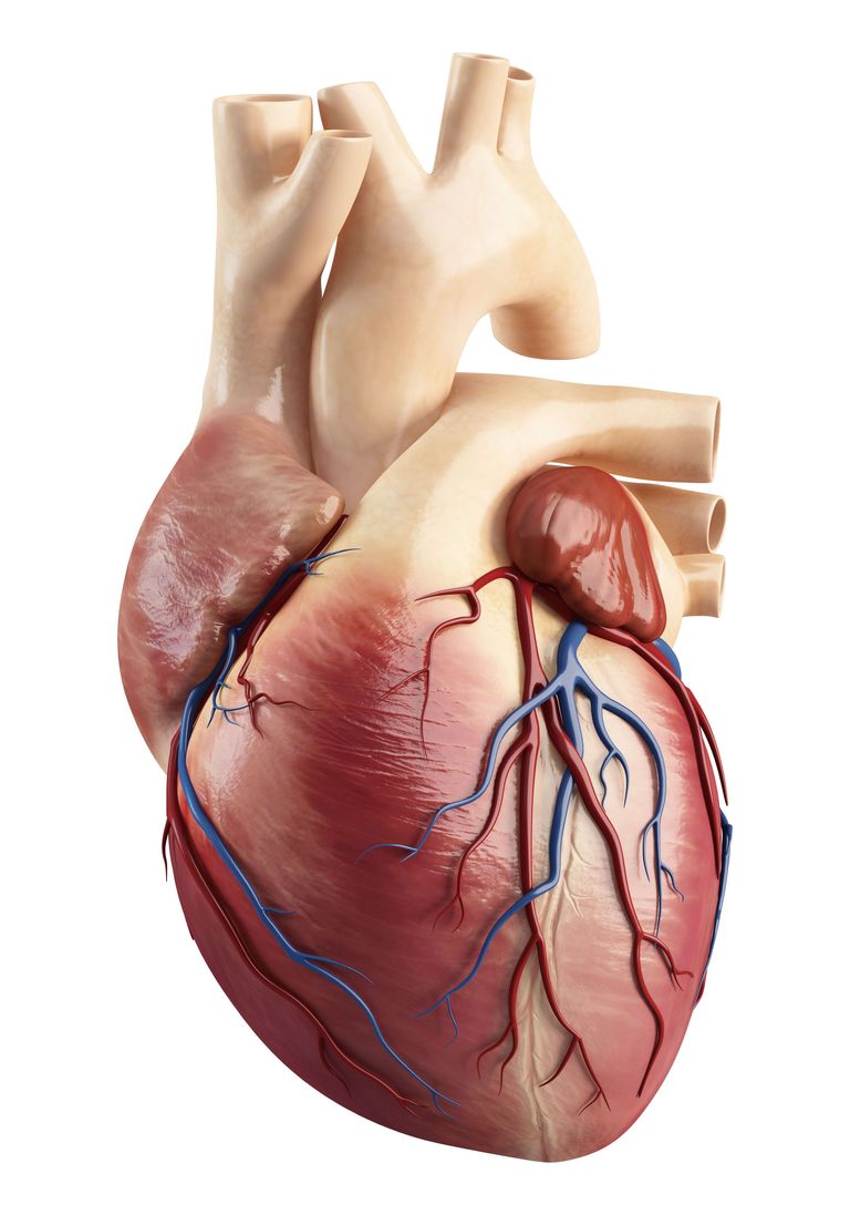 Viagra cải thiện sự co bóp của cơ tim.