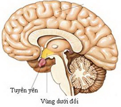 Tuyến yên và vùng dưới đồi bị tổn thương có thể dẫn đến rối loạn nội tiết.