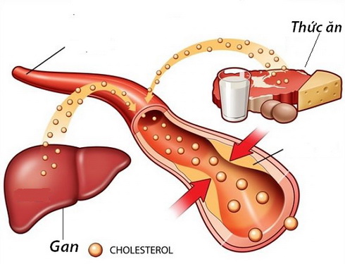Các nguồn tạo cholesterol trong cơ thể.