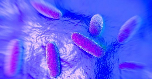 Salmonella đột biến.