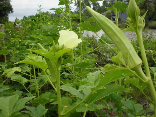 Đậu bắp là thức ăn quen thuộc, toàn cây đậu bắp đều có tác dụng trị bệnh.