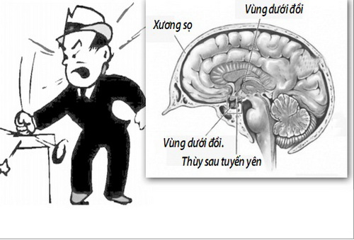 Nhóm nhân bên của vùng dưới đồi là trung tâm giận dữ sinh học của cơ thể.