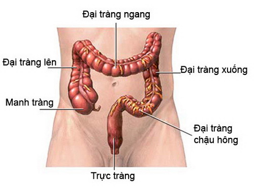 Trực tràng là đoạn cuối của đại tràng, tiếp giáp với hậu môn.