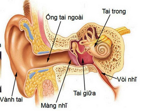 Cấu tạo tai.