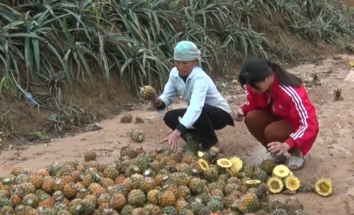 Dứa thối, hỏng bất thường chất đầy đường khiến bà con gặp nhiều khó khăn.