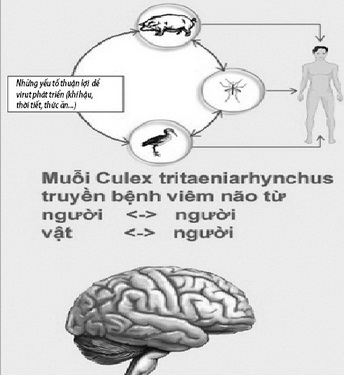 Đường lây truyền bệnh VNNB.