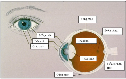 Võng mạc là lớp mô nhạy cảm với ánh sáng lót ở bề mặt trong của mắt.