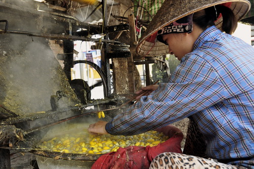 Phân loại và kén nhộng.