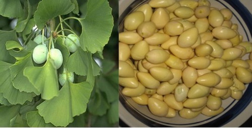 Vị thuốc ngân hạnh trị ho lâu ngày, hoa mắt, nhức đầu.