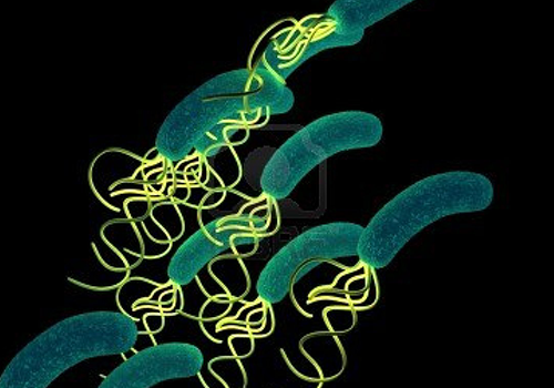 Vi khuẩn HP thủ phạm gây viêm dạ dày.
