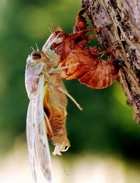 Xác ve sầu làm thuốc chữa nhức đầu. Xác ve sầu làm thuốc chữa nhức đầu.