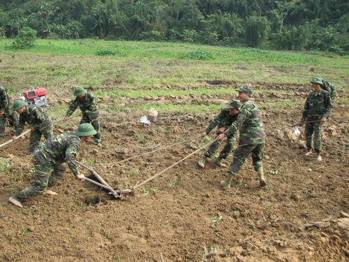 Sức trẻ Đồn Biên phòng Tam Quang trên những cánh đồng giúp dân.