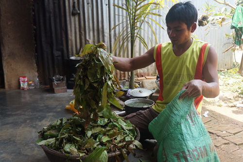 K’Hùng và những lá bép vừa mới hái.