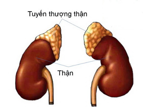 Vị trí của tuyến thượng thận.