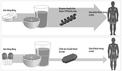 Ảnh hưởng của nước bưởi với thuốc trong cơ thể.