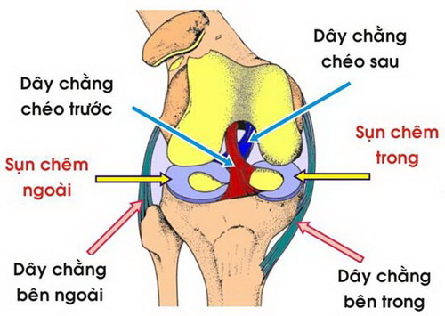 Khớp gối là khớp có biên độ vận động lớn và linh hoạt.