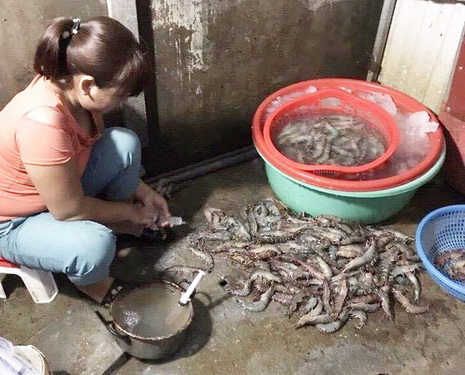 Bắt quả tang cơ sở bơm tạp chất vào tôm tại Hà Nội.