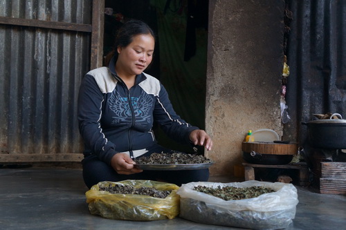 Phụ nữ K’Ho đang gom trà rừng cho vào túi nilon để cất giữ. Phụ nữ K’Ho đang gom trà rừng cho vào túi nilon để cất giữ.