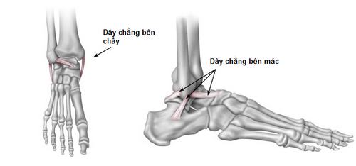 Dây chằng khớp cổ chân.